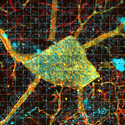 Large-Area Mosaic Tiled Image of a Rat Retina